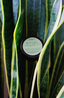 RITUEL - le thé matcha Huages