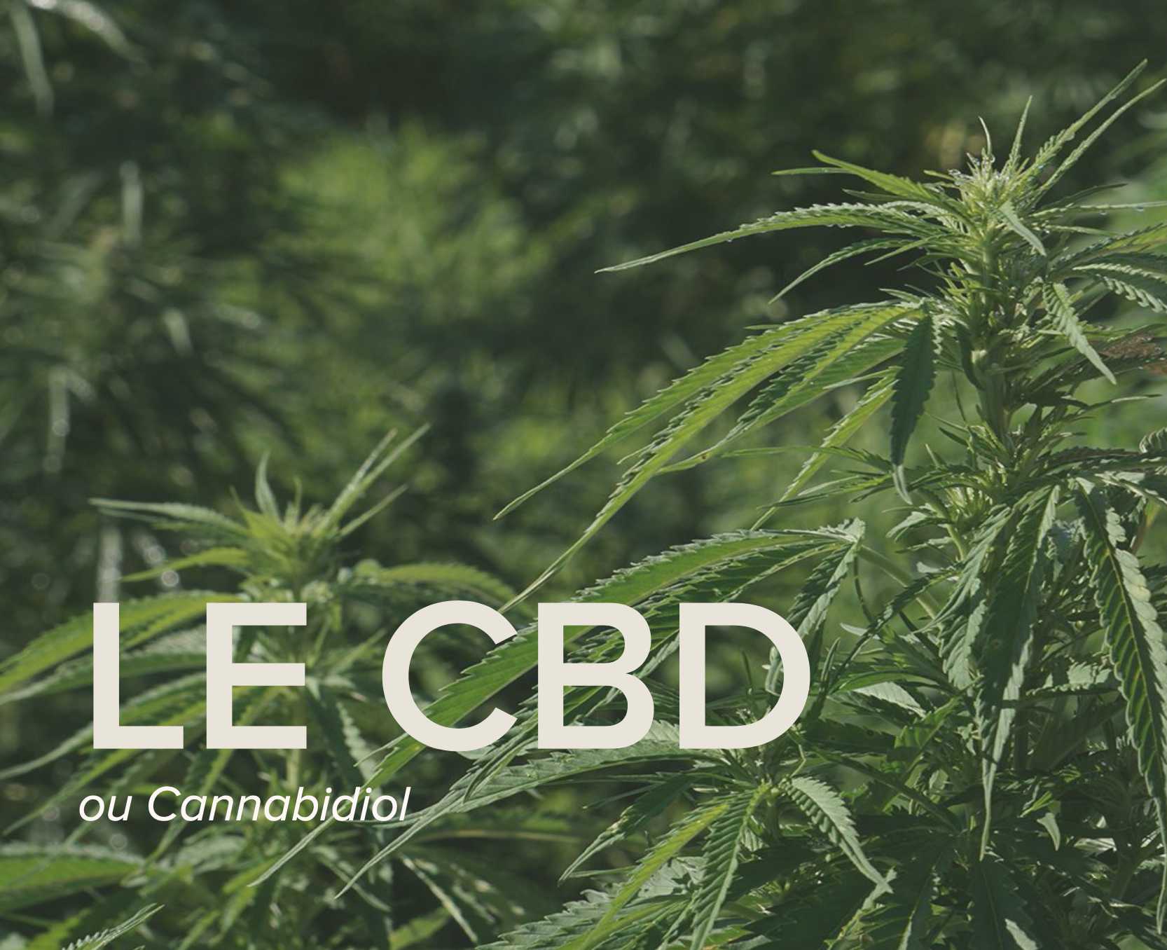 CBD, its effects and benefits – Huages